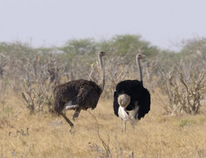 Autruche d'Afrique