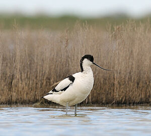 Avocette élégante