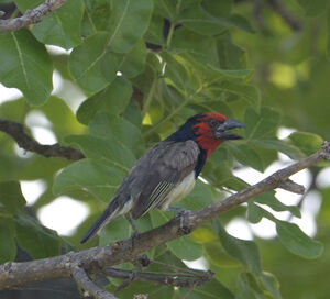 Black-collared Barbet