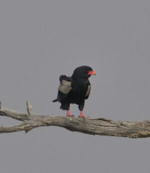 Bateleur des savanes