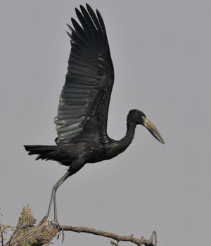 African Openbill
