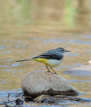Grey Wagtail 
&copy; Xavier Libert