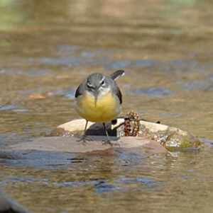 Grey Wagtail 
&copy; Xavier Libert