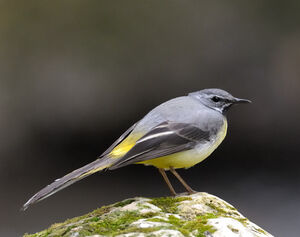 Grey Wagtail 
&copy; Xavier Libert