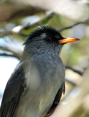 Bulbul de Madagascar