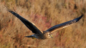 Hen Harrier 
&copy; Xavier Libert