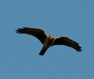 Hen Harrier 
&copy; Xavier Libert