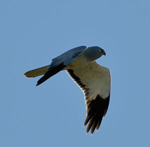 Hen Harrier 
&copy; Xavier Libert