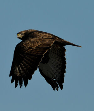 Common Buzzard 
&copy; Xavier Libert