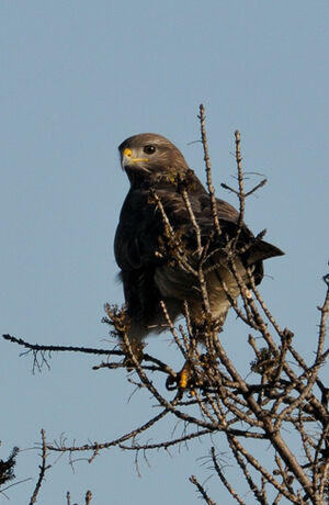 Common Buzzard 
&copy; Xavier Libert
