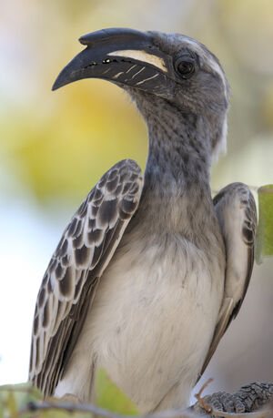 African Grey Hornbill
