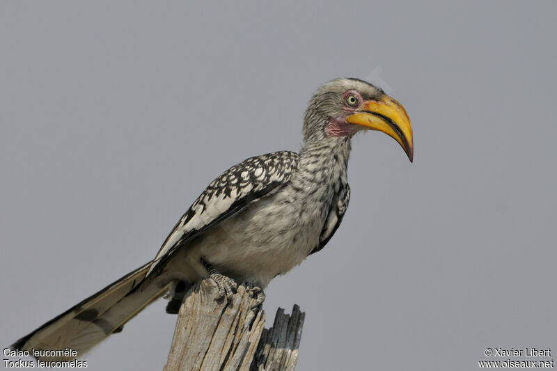 Southern Yellow-billed Hornbill male adult, identification