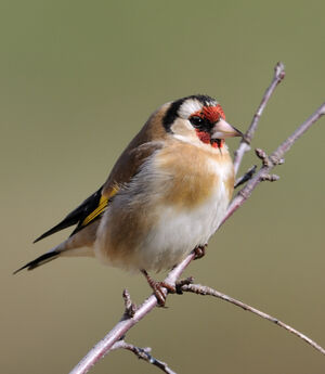 European Goldfinch 
&copy; Xavier Libert