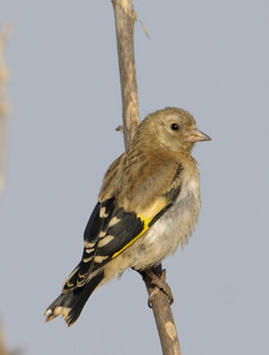 European Goldfinch 
&copy; Xavier Libert
