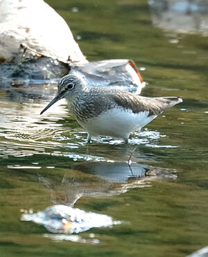 Green Sandpiper 
&copy; Xavier Libert