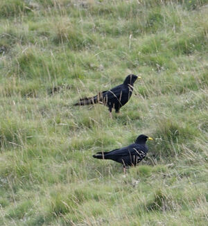 Alpine Chough