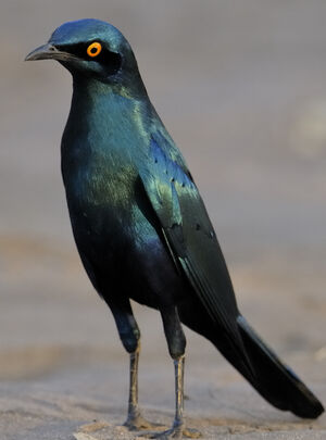 Choucador � oreillons bleus