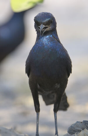 Meves's Starling