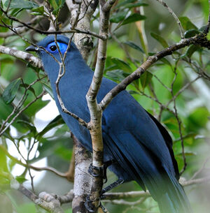 Blue Coua