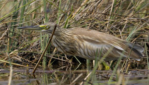 Squacco Heron 
&copy; Xavier Libert