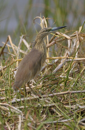 Squacco Heron 
&copy; Xavier Libert
