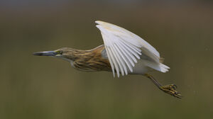 Squacco Heron 
&copy; Xavier Libert