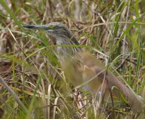 Squacco Heron 
&copy; Xavier Libert
