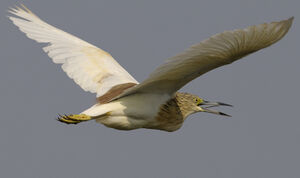 Squacco Heron 
&copy; Xavier Libert