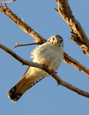 American Kestrel