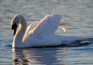 Cygne tubercul�