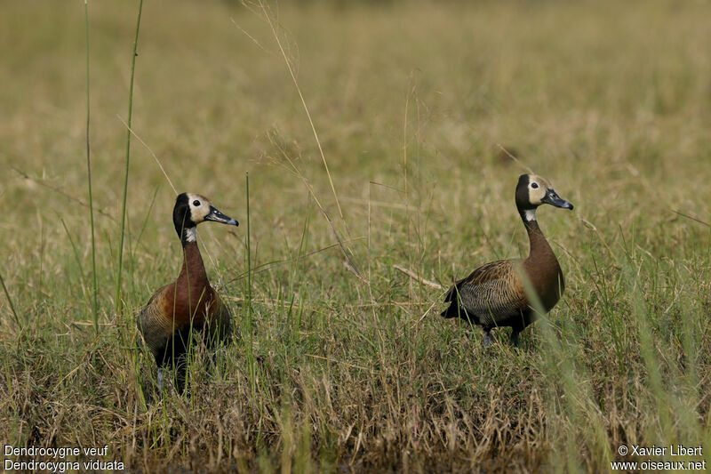 White-faced Whistling Duck, identification