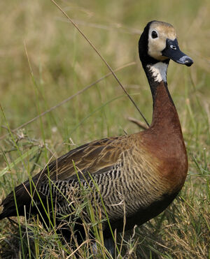 Dendrocygne veuf