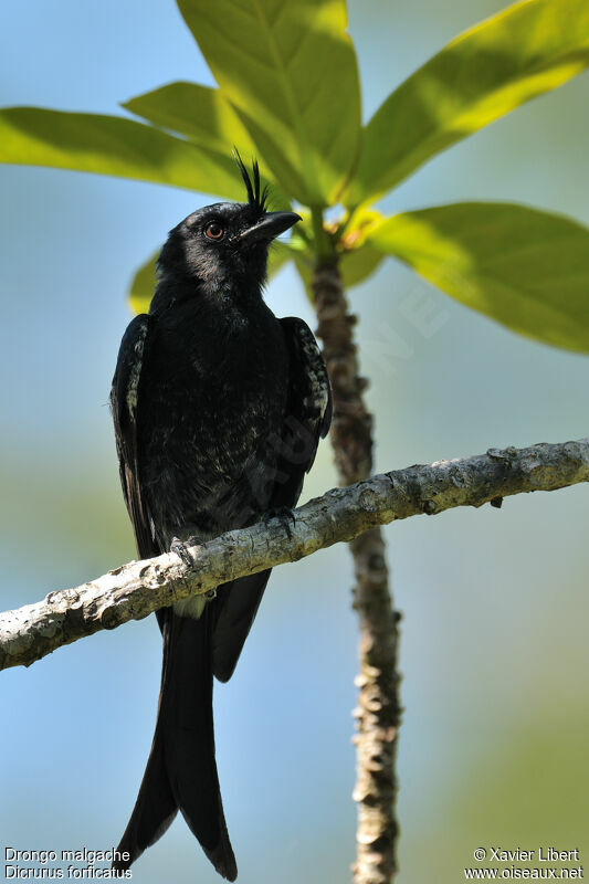 Crested Drongo, identification