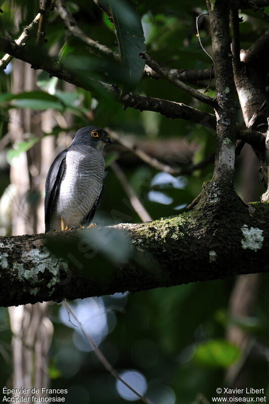 Frances's Sparrowhawk, identification