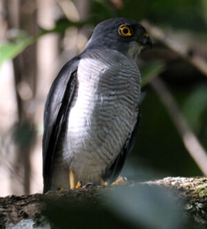 Frances's Sparrowhawk