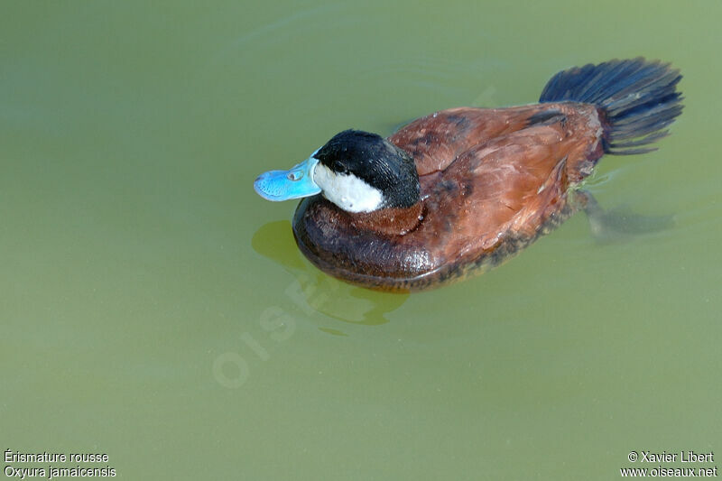Ruddy Duck, identification