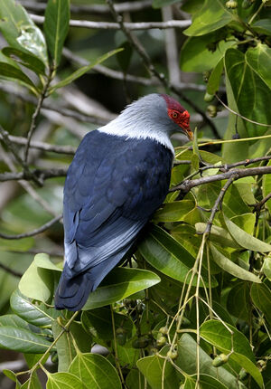 Seychelles Blue Pigeon