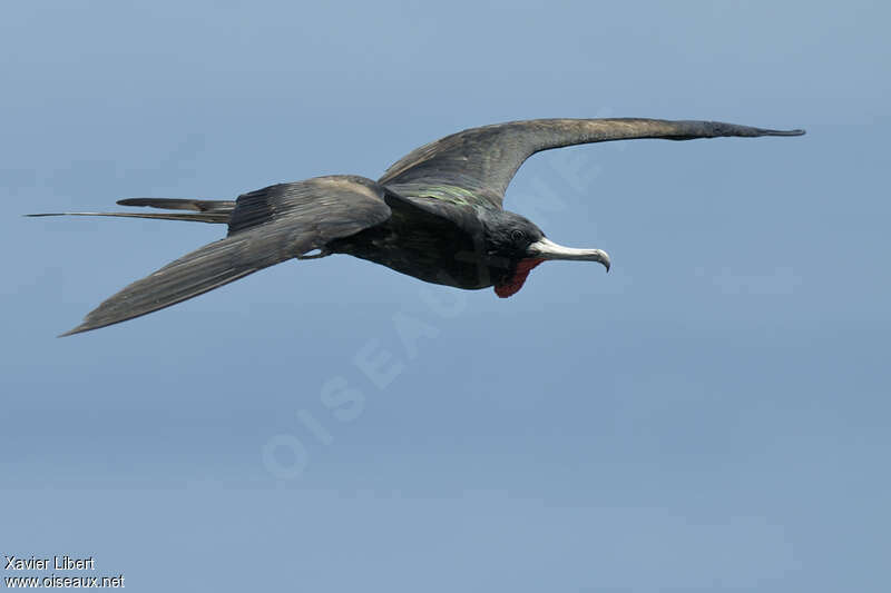 Great Frigatebird male adult breeding, Flight