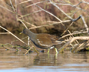 Gallinule poule-d'eau