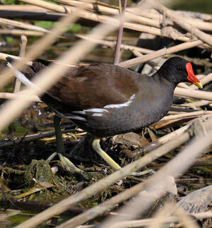 Gallinule poule-d'eau
