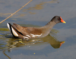 Gallinule poule-d'eau