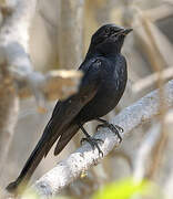 Southern Black Flycatcher