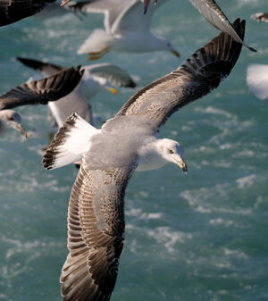 Go�land leucoph�e 
&copy; Xavier Libert