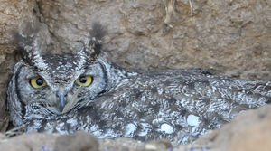 Spotted Eagle-Owl