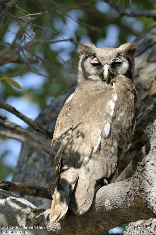 Verreaux's Eagle-Owladult, identification
