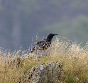 Grand Corbeau 
&copy; Xavier Libert
