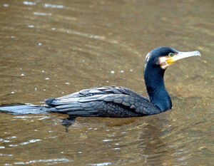 Great Cormorant 
&copy; Xavier Libert