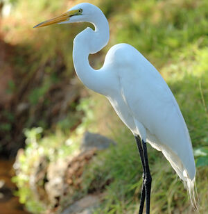 Great Egret 
&copy; Xavier Libert