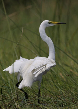 Great Egret 
&copy; Xavier Libert