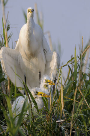 Great Egret 
&copy; Xavier Libert